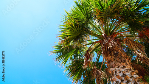 Palm tree and clear sky on a summer day. Vacation concept background with palm tree low angle view. Selective focus. © Mete Caner Arican