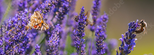 lavender flowers butterfly and honey bees photo