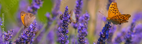 lavender flowers butterflies and honey bees photo