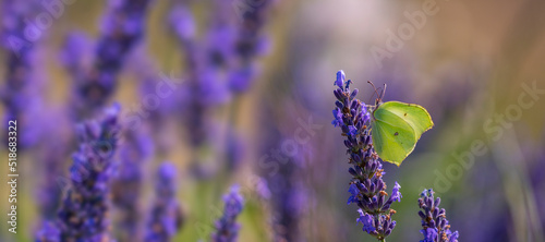 lavender flowers and white butterfly photo