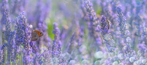 lavender flowers butterfly and honey bees photo