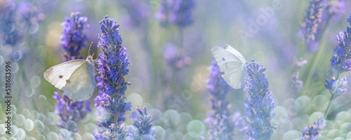 lavender flowers and white butterflies photo