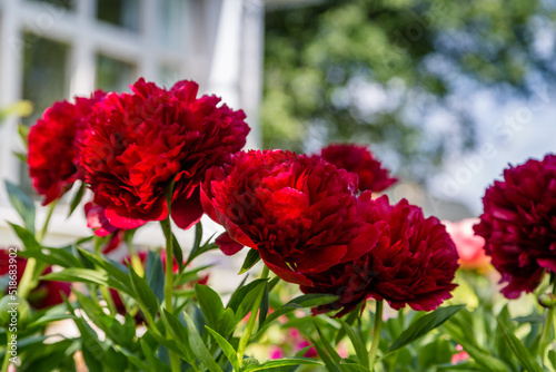 Fototapeta Naklejka Na Ścianę i Meble -  Red Peony albiflora. Paeonia officinalis Command Performance in the garden