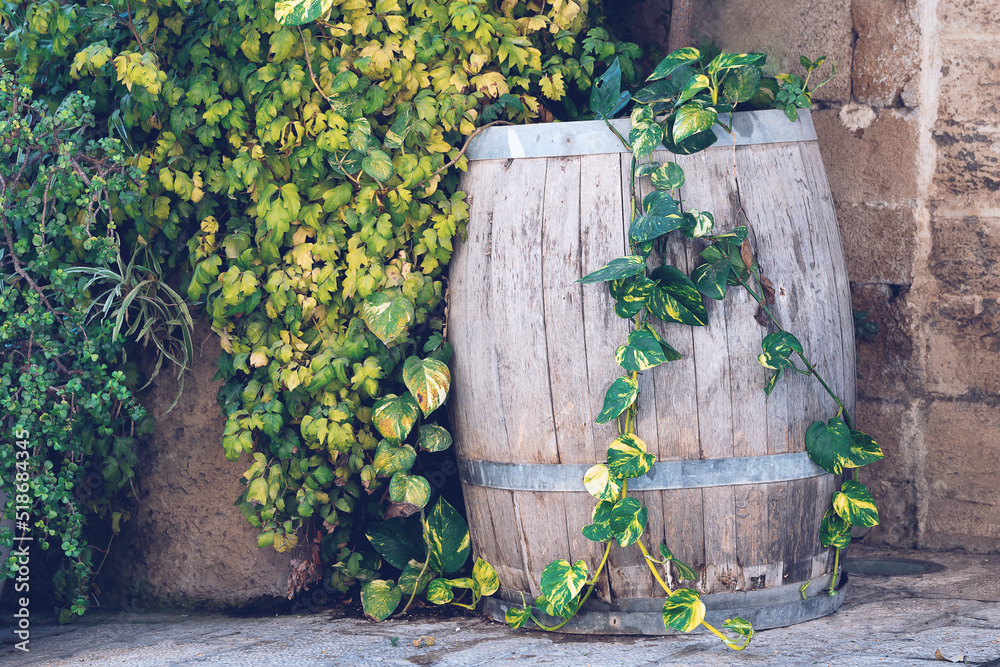 Old wooden barrel covered with leaves of a green plant near a wall