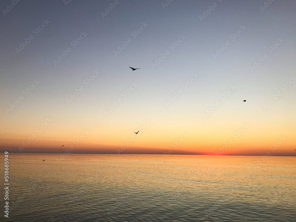 Seagulls at sunset - summer sea. Baltic Sea
