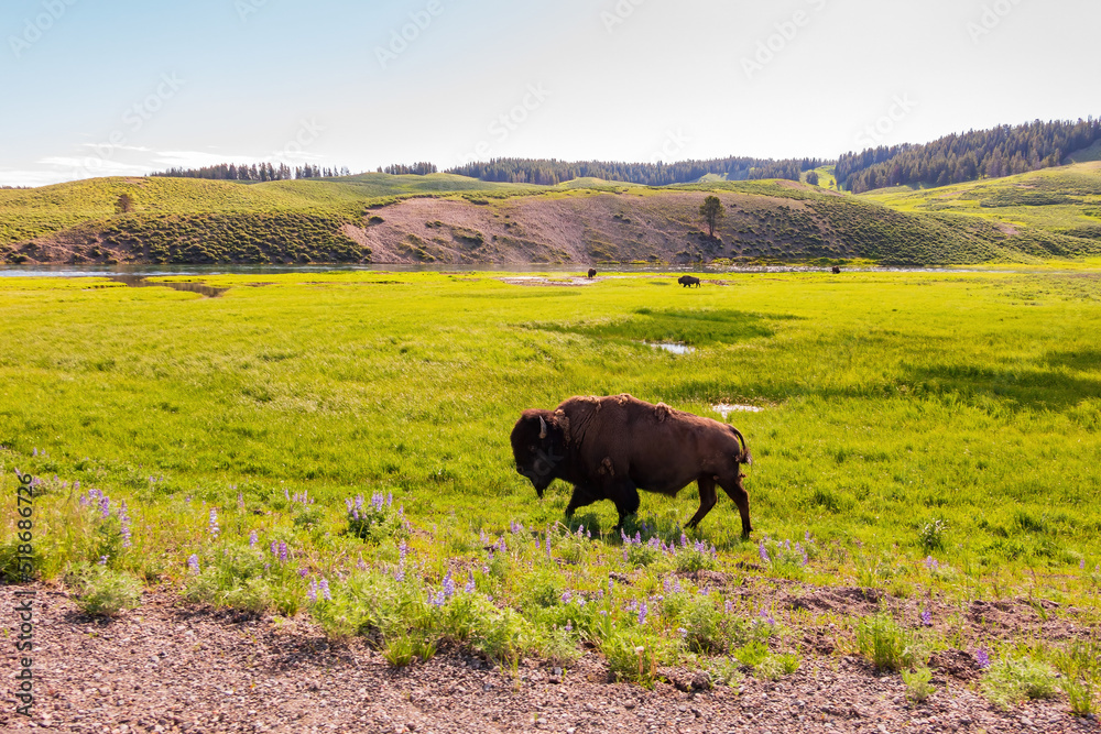 Close up shot of a wild bison eating grass in Yellowstone National Park