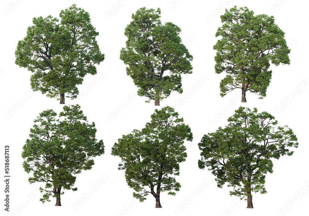 Fototapeta premium Big tree on a white background.