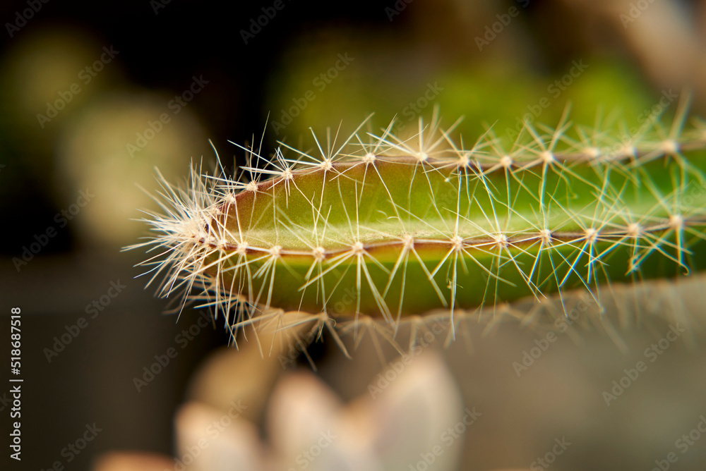 Fototapeta premium cactacea