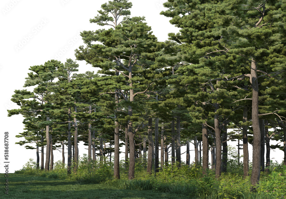 Fototapeta premium Pine and bamboo forests on a white background.