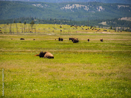 Close up shot of a wild bison eating grass in Yellowstone National Park