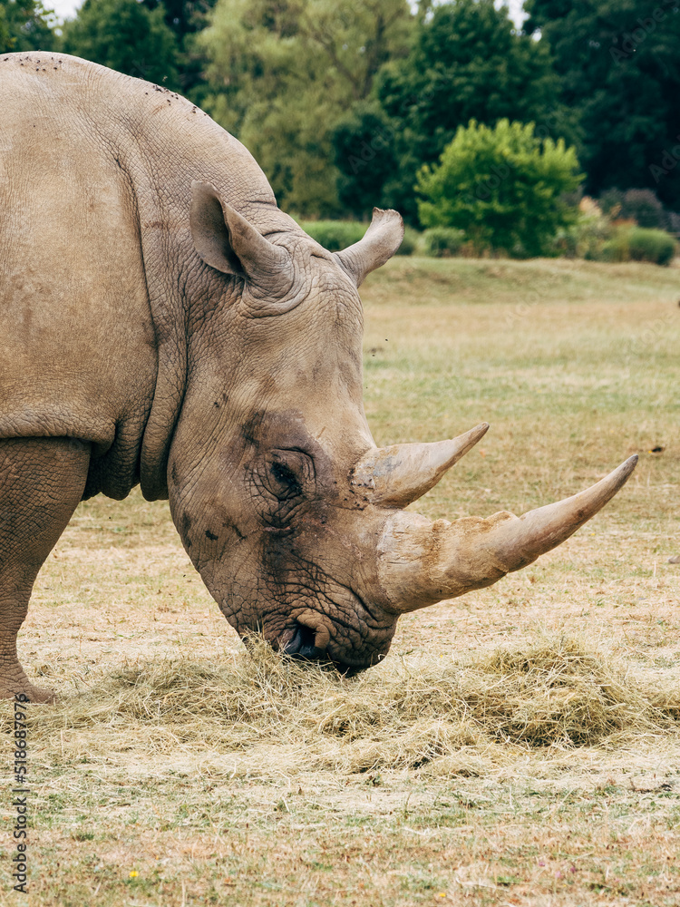 Fototapeta premium rhino in the wild