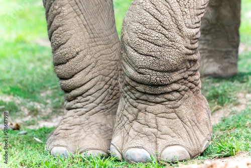 Elephant Feet