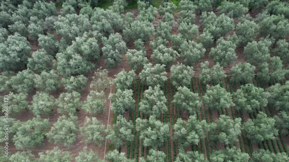 aerial olive fields
