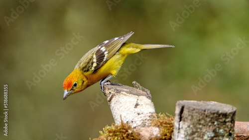 Female flame-colored tanager (Piranga bidentata) perched on a branch at the high altitude Paraiso Quetzal Lodge outside of San Jose, Costa Rica