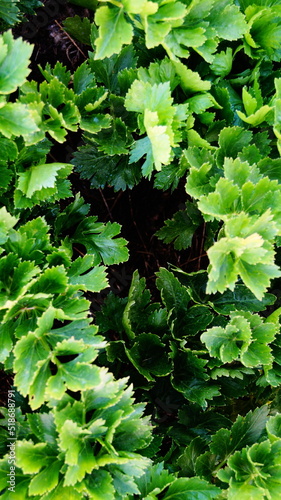 green leaves background