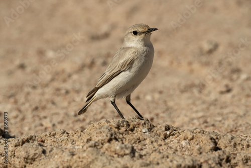 Gray's lark (Ammomanes grayi) in the Namib Desert;  near Swakopmund, Namibia photo