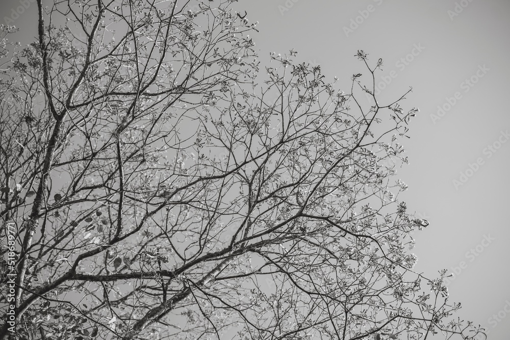 tree branches against blue sky