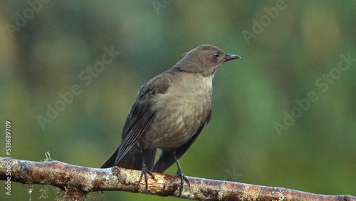 Mountain thrush (Turdus plebejus) perched on a branch at the high altitude Paraiso Quetzal Lodge outside of San Jose, Costa Rica