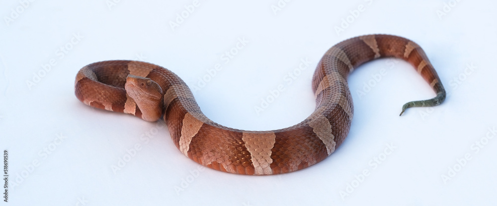 Venomous Copperhead snake, isolated on white background to show pattern. Venomous Copperhead snake, isolated on white background to show pattern.