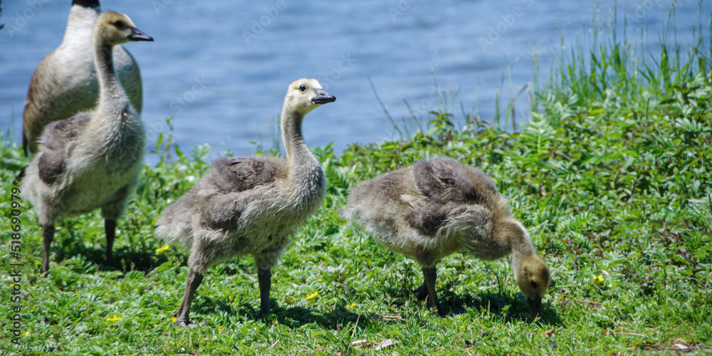 Fluffy baby goslings along Lake Ontario, Canada. Fluffy baby goslings along Lake Ontario, Canada.
