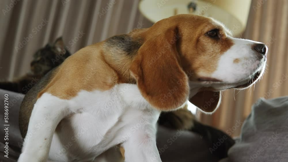 The dog is scratching on the sofa. A beautiful Beagle dog The dog is scratching on the sofa. A beautiful Beagle dog
