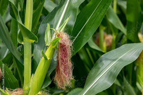 Cornfield with corn ear and silk growing on cornstalk. Ethanol  farming and agriculture concept