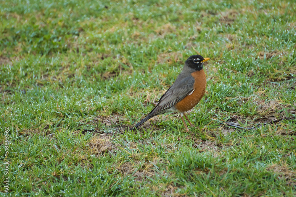 robin on the grass robin on the grass