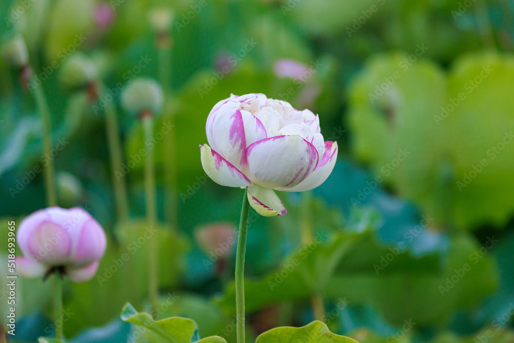 早朝に咲く蓮の花