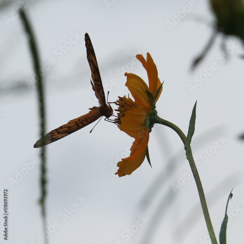 Borboleta laranja beijando a flor  photo
