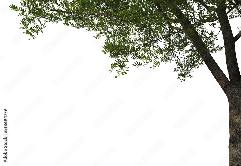 Foreground Twigs on a white background Foreground Twigs on a white background