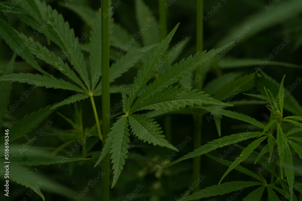green cannabis plant with leafes on marihuana field farm green cannabis plant with leafes on marihuana field farm