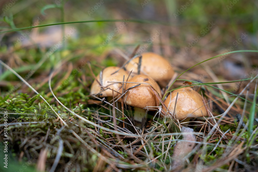 A pretty Buttercup Mushroom growing through the leaf litter on the forest floor. Mushrooming concept. A pretty Buttercup Mushroom growing through the leaf litter on the forest floor. Mushrooming concept.