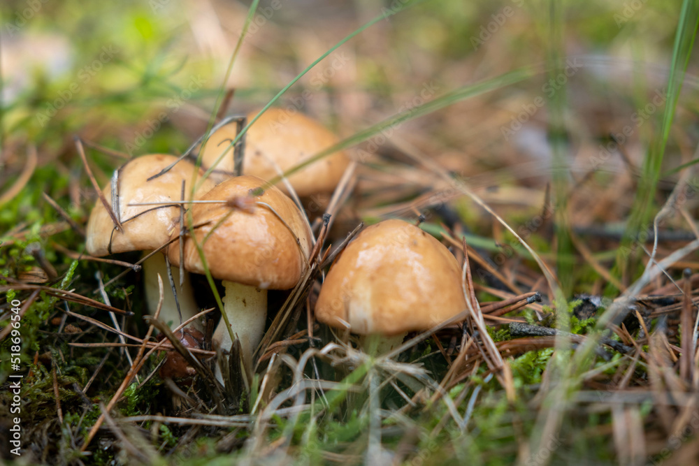 A pretty Buttercup Mushroom growing through the leaf litter on the forest floor. Mushrooming concept. A pretty Buttercup Mushroom growing through the leaf litter on the forest floor. Mushrooming concept.