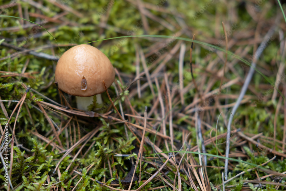 A pretty Buttercup Mushroom growing through the leaf litter on the forest floor. Mushrooming concept. A pretty Buttercup Mushroom growing through the leaf litter on the forest floor. Mushrooming concept.
