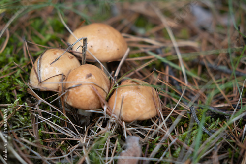 A pretty Buttercup Mushroom growing through the leaf litter on the forest floor. Mushrooming concept.