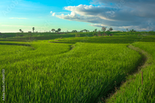 beautiful indonesian scenery. view of green rice fields and blue sky