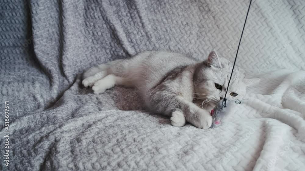 A funny gray cat is playing with a mouse toy.A Scottish kitten plays with toys. A grey kitten lies on the sofa .Video 4k slow motion. A funny gray cat is playing with a mouse toy.A Scottish kitten plays with toys. A grey kitten lies on the sofa .Video 4k slow motion.