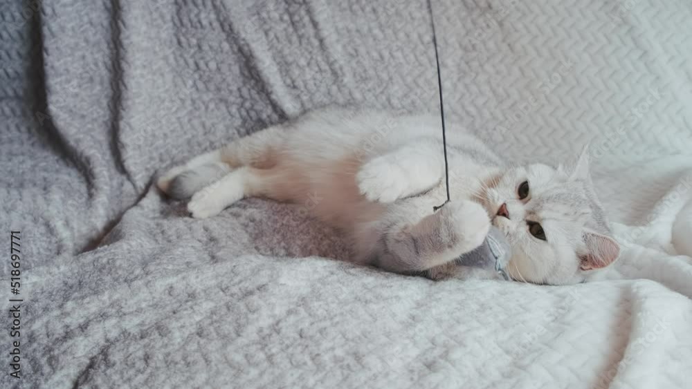 The cat looks up at the camera.
A funny gray cat is playing with a mouse toy.A Scottish kitten plays with toys. A bright kitten lies on the sofa and sleeps.Video 4k slow motion. The cat looks up at the camera.
A funny gray cat is playing with a mouse toy.A Scottish kitten plays with toys. A bright kitten lies on the sofa and sleeps.Video 4k slow motion.