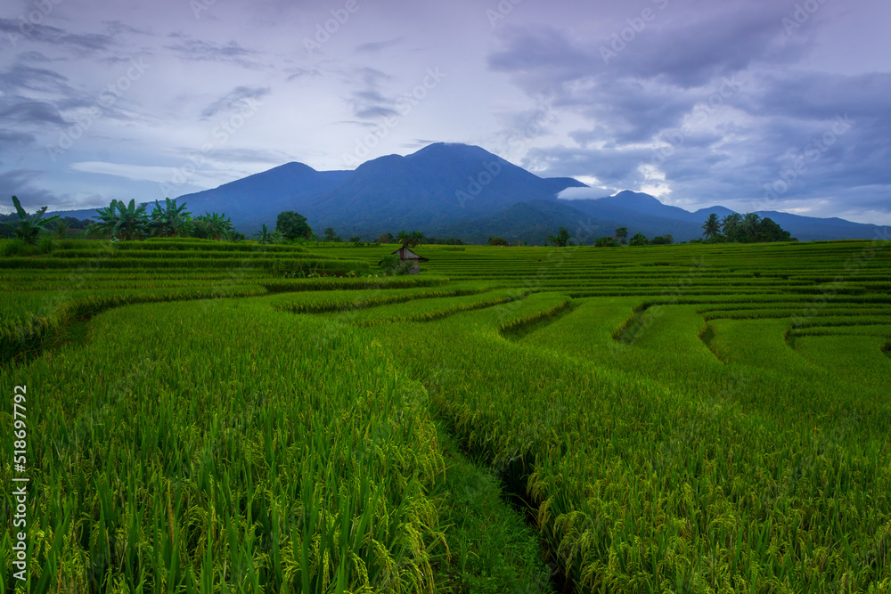 beautiful indonesian scenery. morning view in green rice fields and mountains