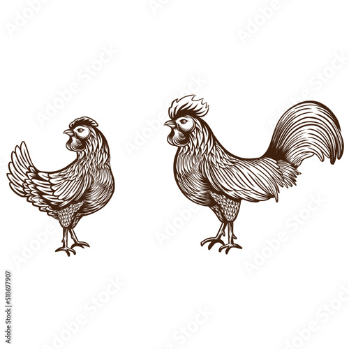 Set of chickens and rooster Fototapet