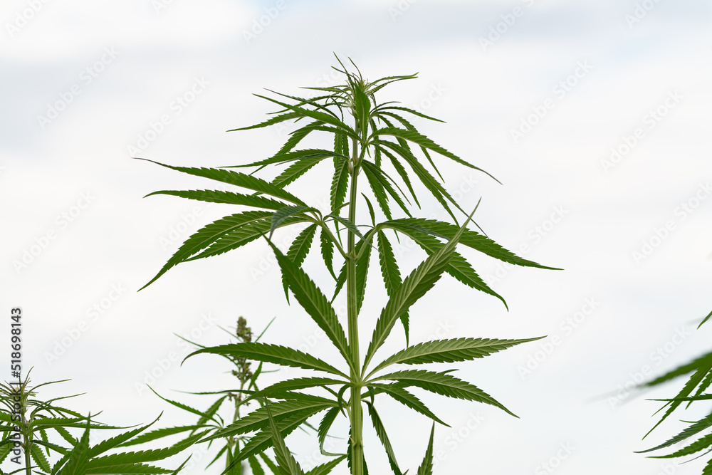 green cannabis leaf on marihuana field farm