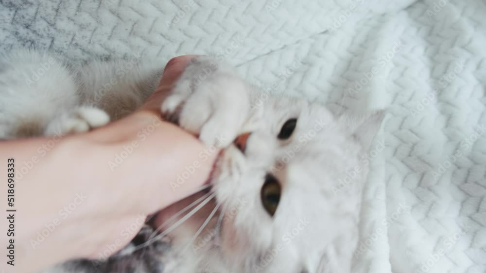 Funny kitten playing with toy on sofa, Scottish Fold portrait. Domestic animal having fun at home.Stroking the cat caress the head.The guy is playing with a pet.The cat looks up at the camera. Funny kitten playing with toy on sofa, Scottish Fold portrait. Domestic animal having fun at home.Stroking the cat caress the head.The guy is playing with a pet.The cat looks up at the camera.
