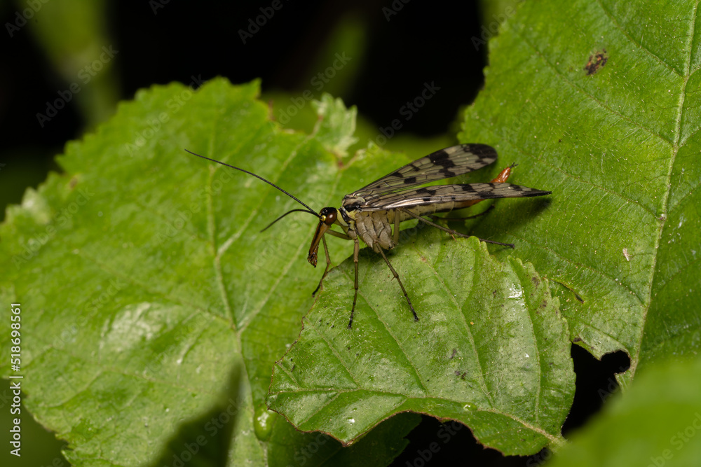 beautiful insect in spring on leaf in the grass beautiful insect in spring on leaf in the grass