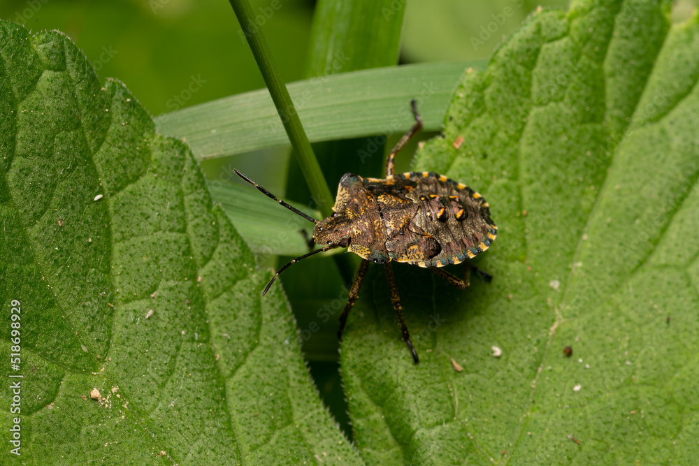 beautiful insect in spring on leaf in the grass beautiful insect in spring on leaf in the grass