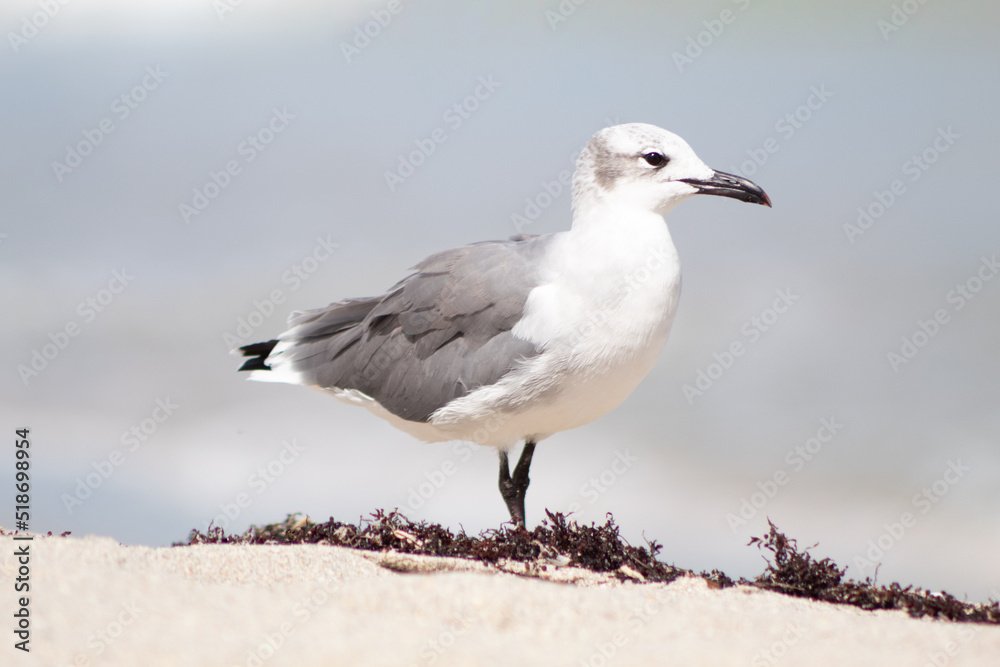 A seagull standing in profile on sand with the sea out of focus in the background A seagull standing in profile on sand with the sea out of focus in the background