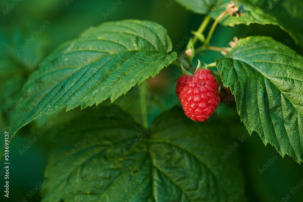 One raspberry growing in a garden with green vibrant leafs in an organic filed during spring. Closeup of fresh, red and healthy natural produce ripening in a bush. Beautiful fruit plant in summer One raspberry growing in a garden with green vibrant leafs in an organic filed during spring. Closeup of fresh, red and healthy natural produce ripening in a bush. Beautiful fruit plant in summer