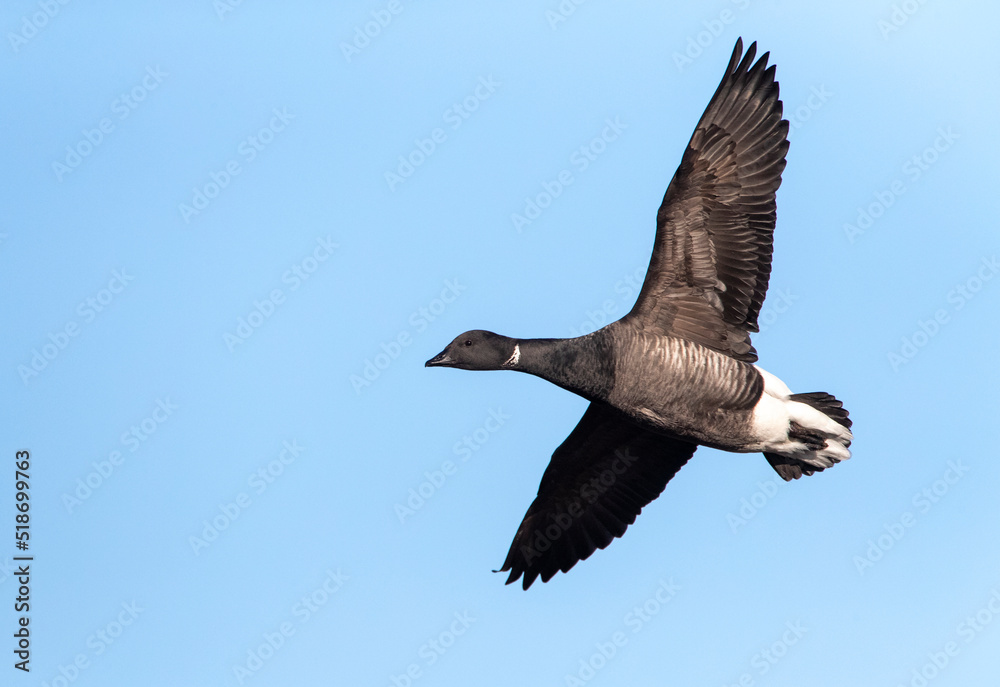 Dark-bellied Brent Goose, Branta bernicla bernicla Dark-bellied Brent Goose, Branta bernicla bernicla