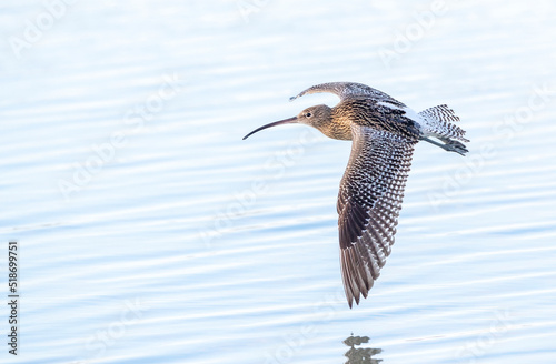 Eurasian Curlew, Numenius arquata