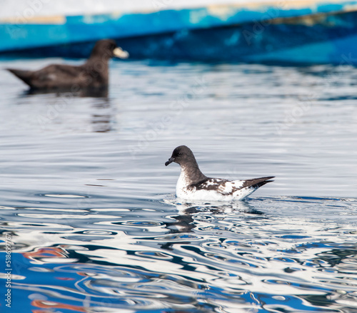 Cape Petrel  Daption capense australe