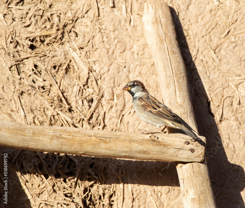 House Sparrow, Passer domesticus tingitanus photo